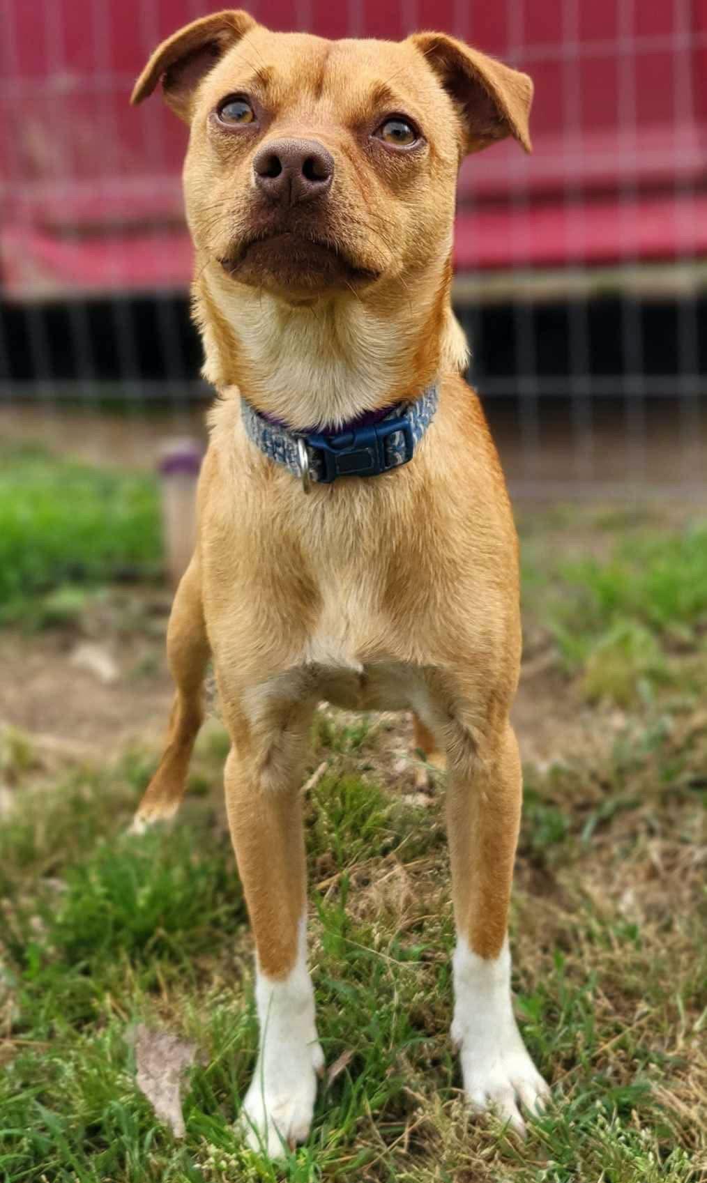 Benny, Adopted, Adult Male Terrier.