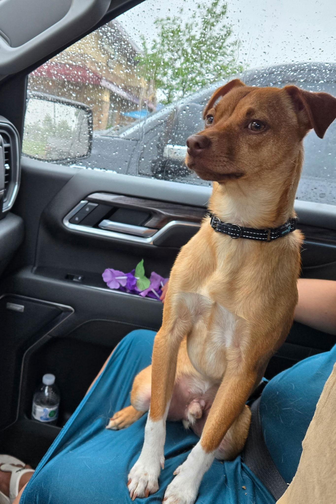 Benny, a Adopted Terrier in Brooklyn Center, MN image 2/3