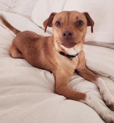 Benny, a Adopted Terrier in Brooklyn Center, MN image 3/3