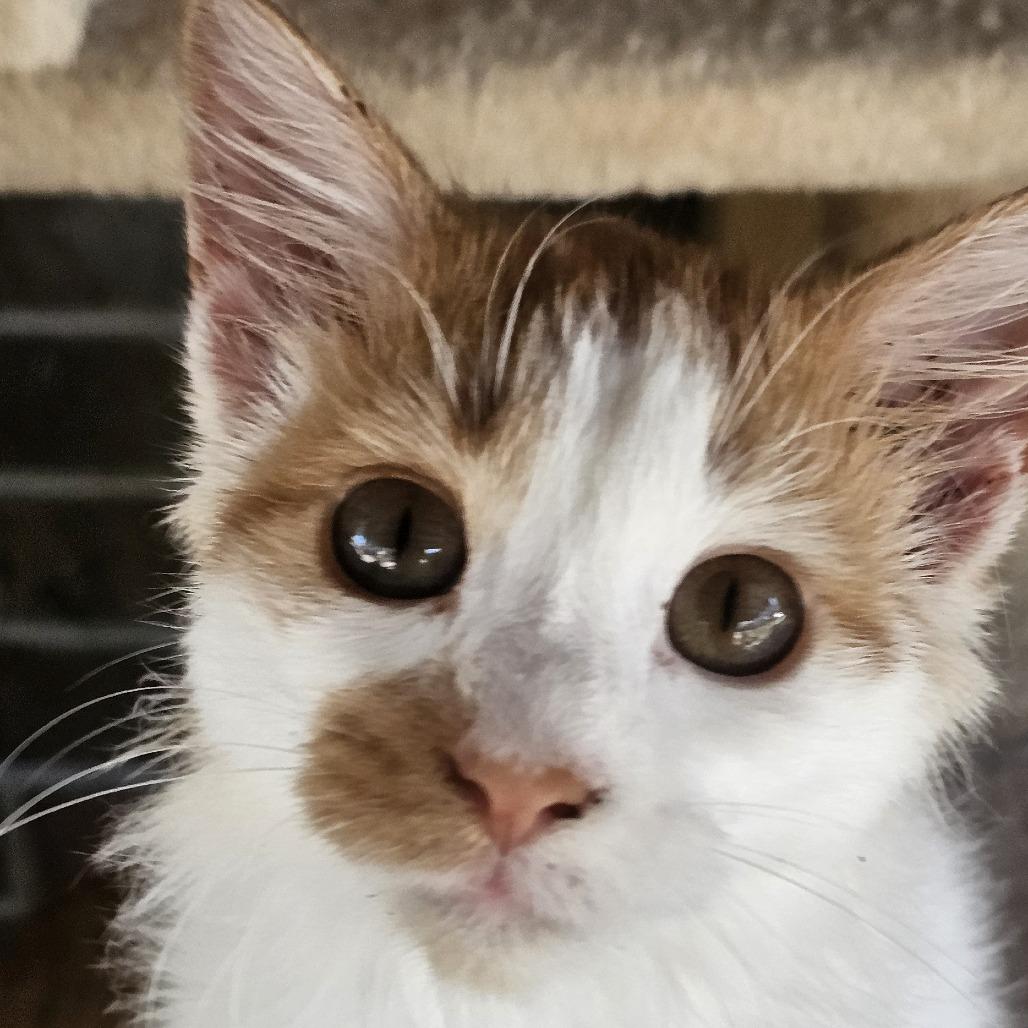 Sunkist, Adoptable, Young Male Domestic Long Hair.