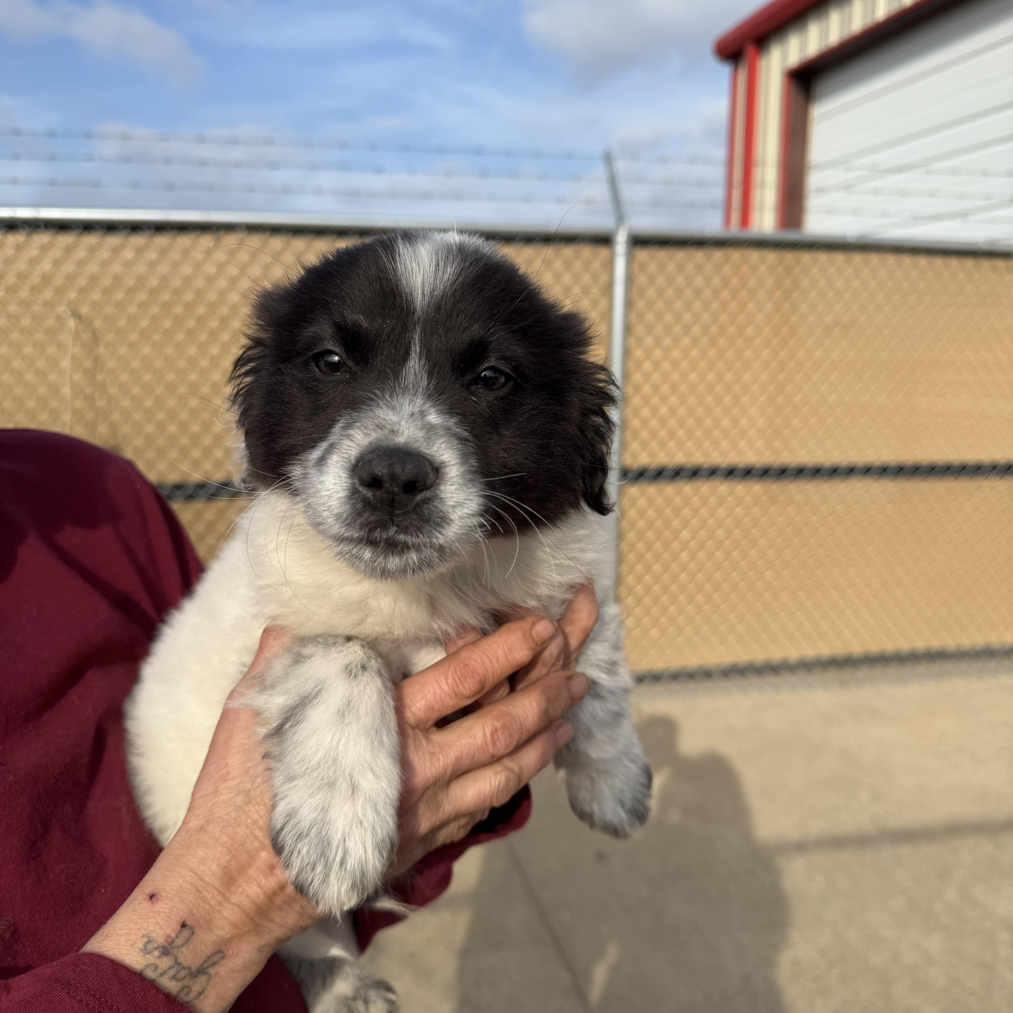Milo, ADOPTABLE, Puppy Male Australian Shepherd.