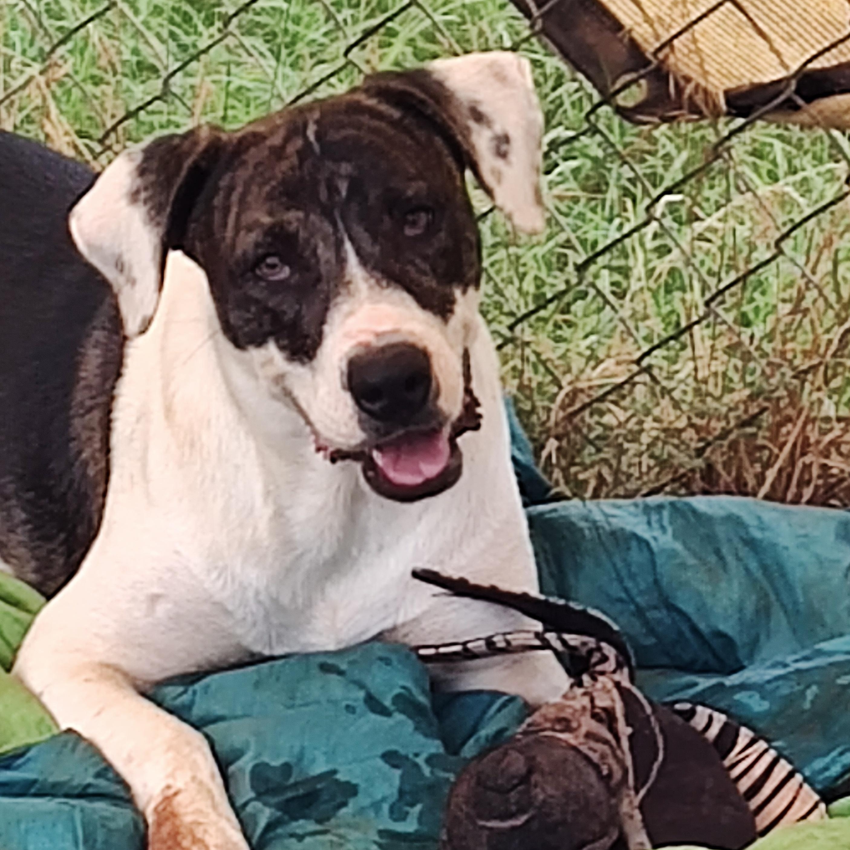 Angel, a Adoptable mixed breed in Paradise, TX image 2/3