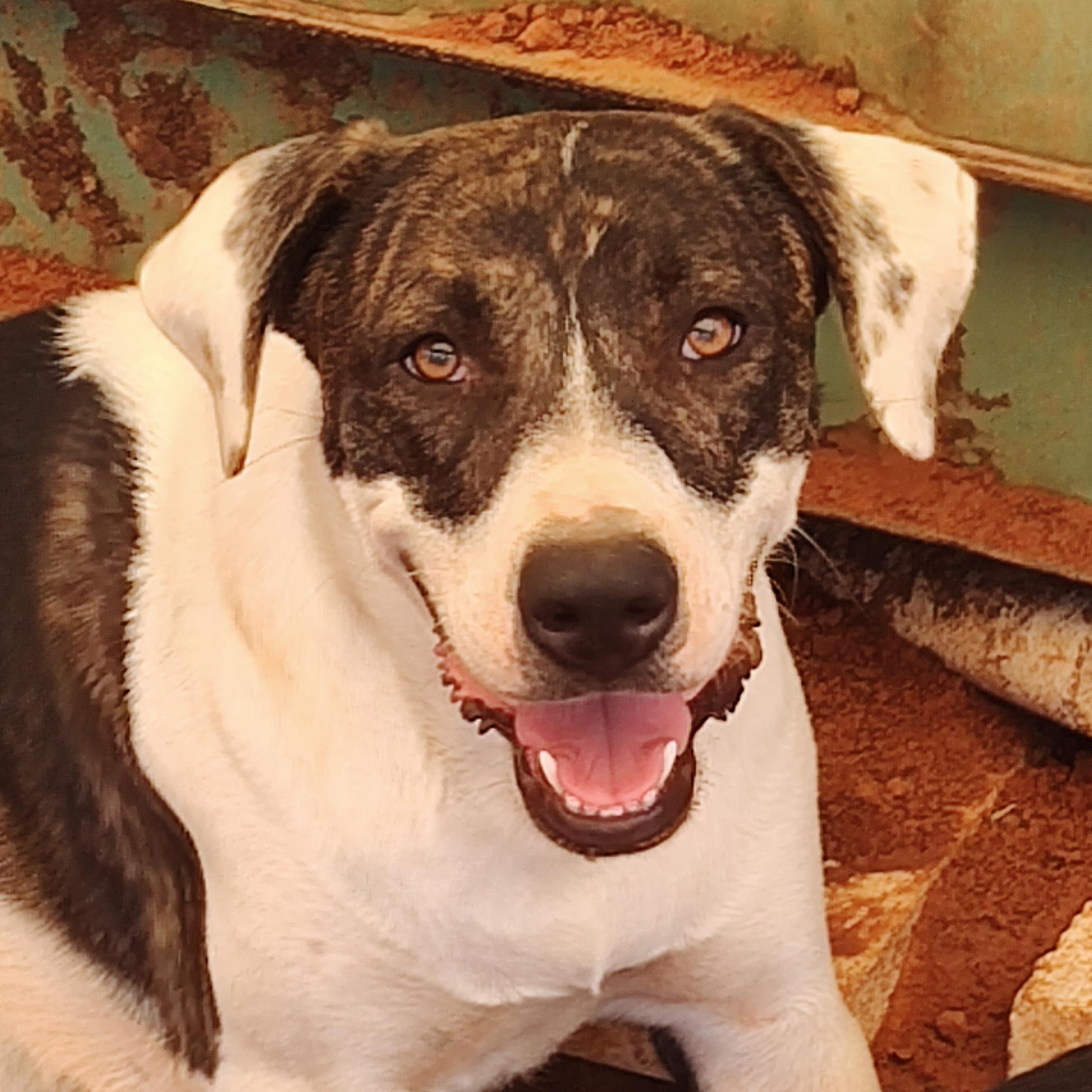 Angel, Adoptable, Adult Female Terrier & Labrador Retriever.