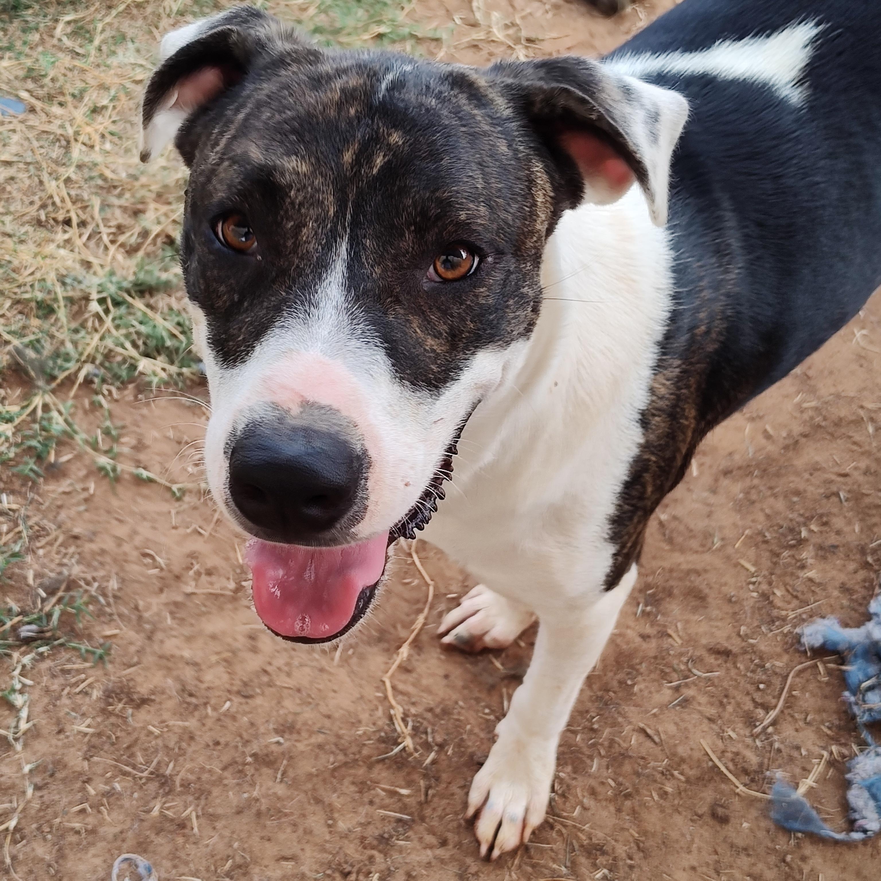 Angel, a Adoptable mixed breed in Paradise, TX image 3/3