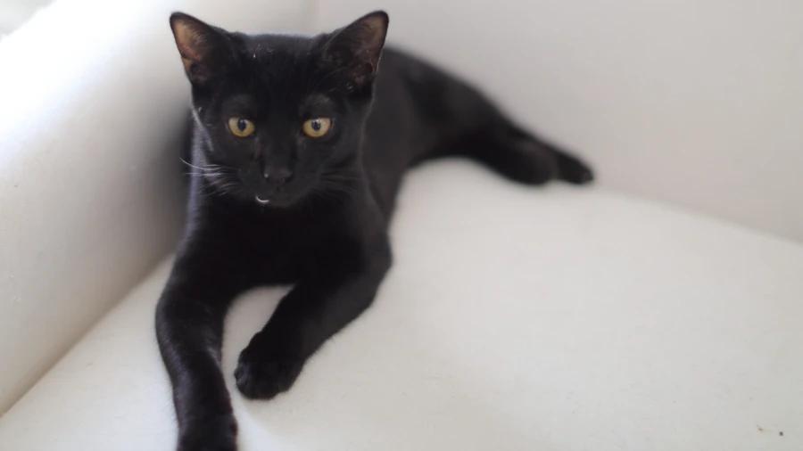 Teddy, Adoptable, Kitten Male American Shorthair.