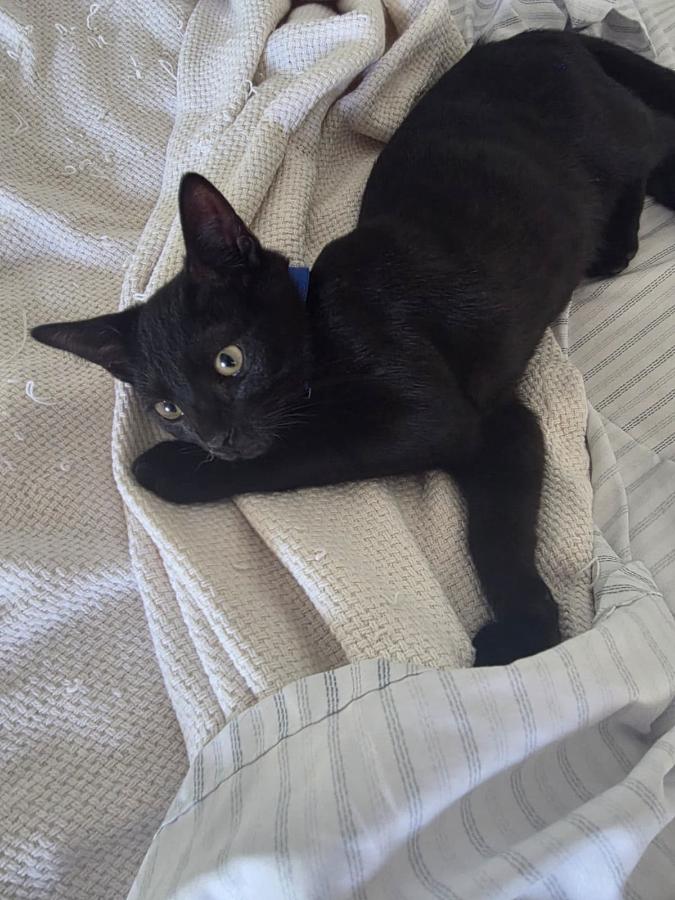 Enlarge Teddy, a Adoptable American Shorthair in MISSION, TX image 2/5