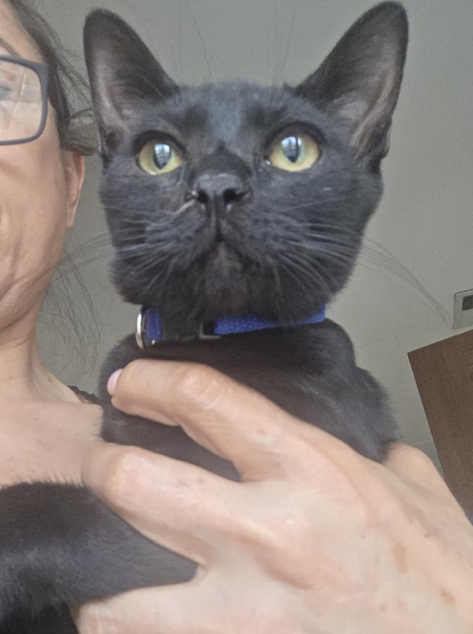 Enlarge Teddy, a Adoptable American Shorthair in MISSION, TX image 3/5