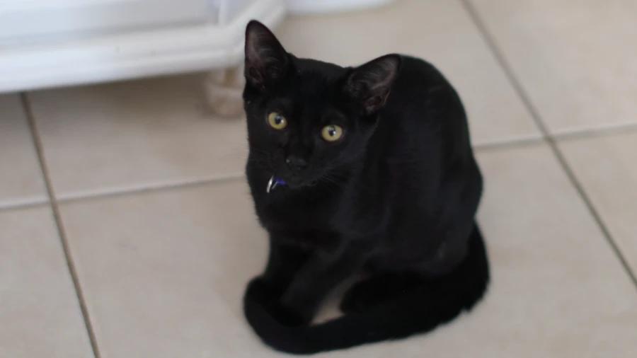 Enlarge Teddy, a Adoptable American Shorthair in MISSION, TX image 5/5