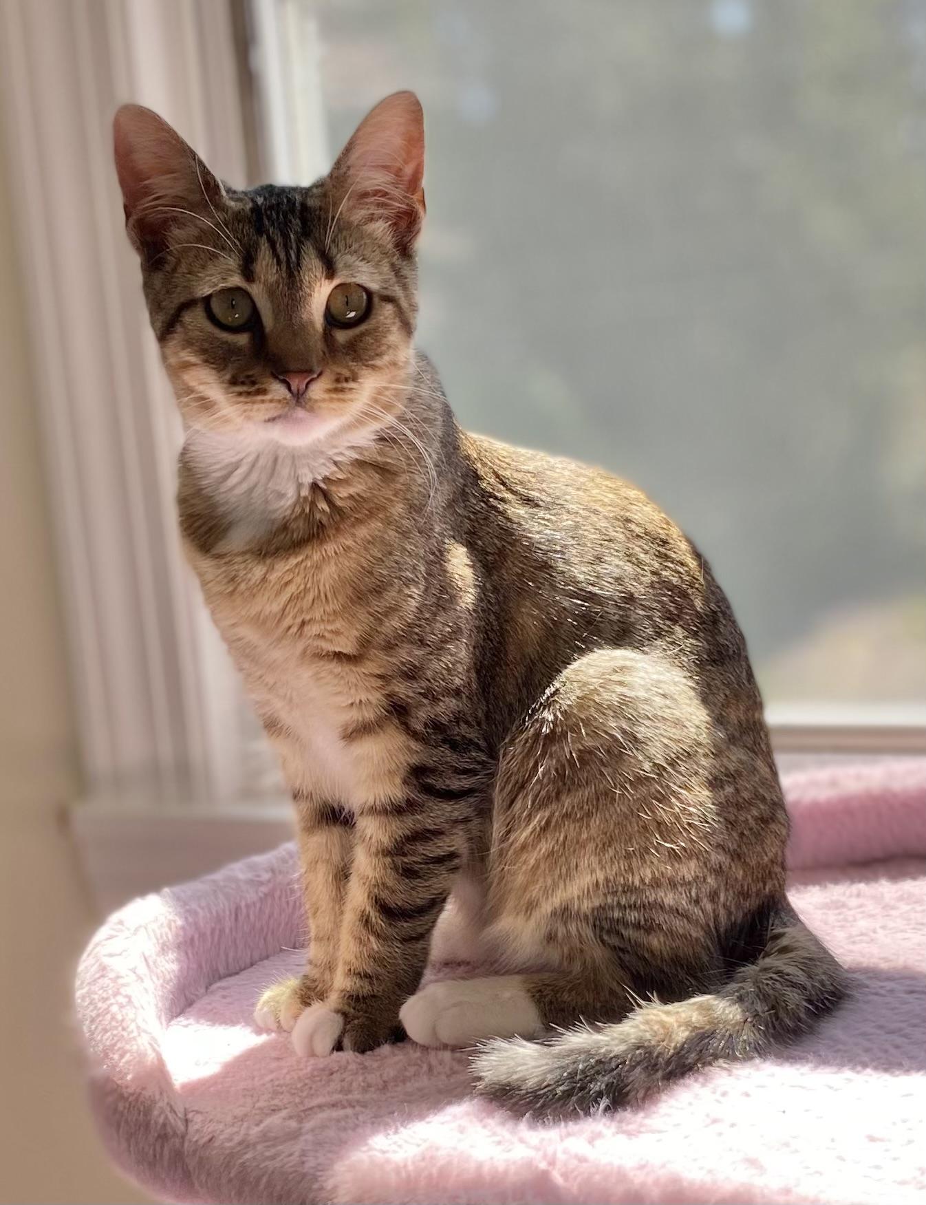 Enlarge Fig, a Adoptable mixed breed in Allentown, NJ image 1/3