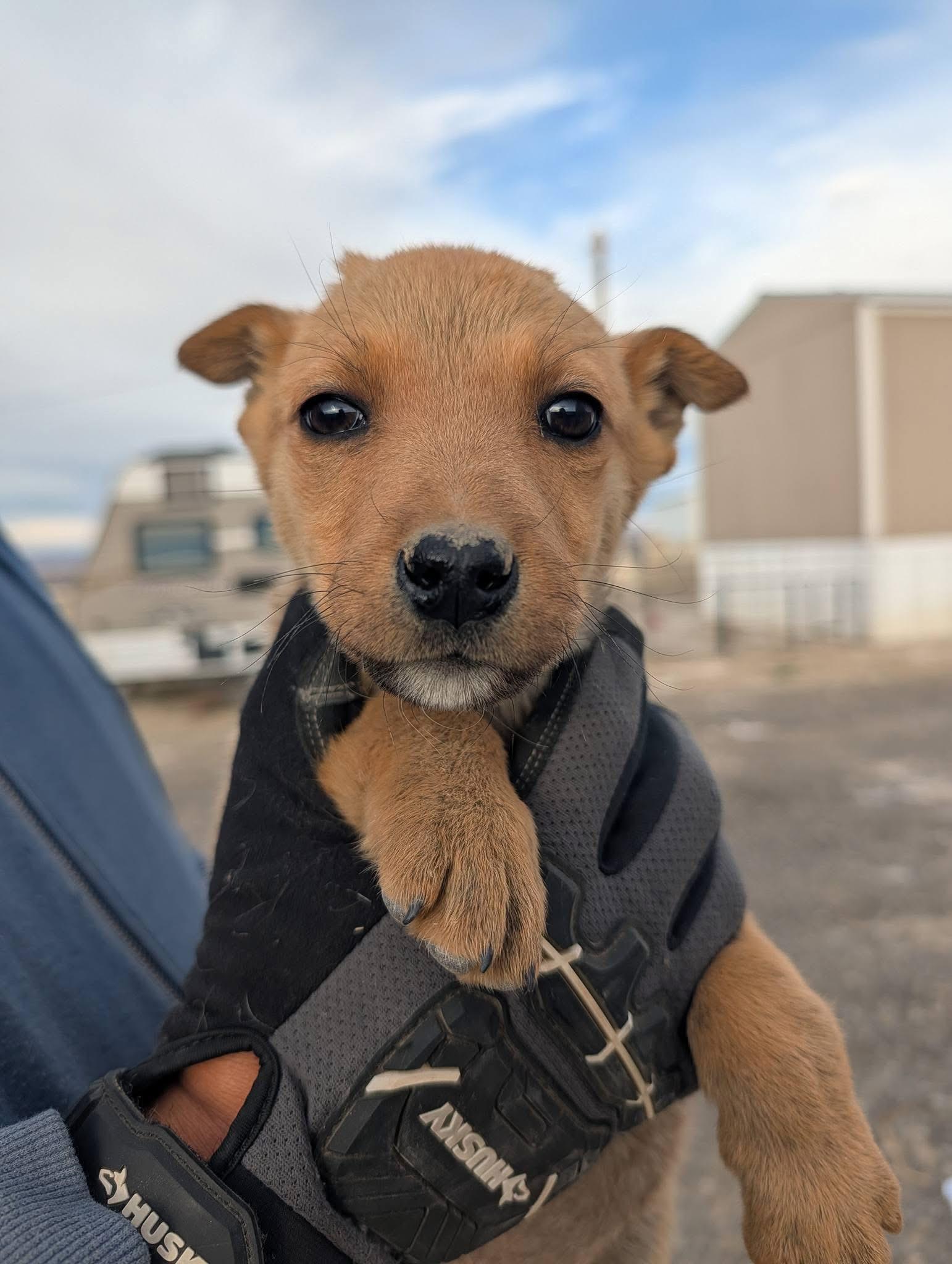 Parsley, ADOPTABLE, Young Female Cattle Dog.