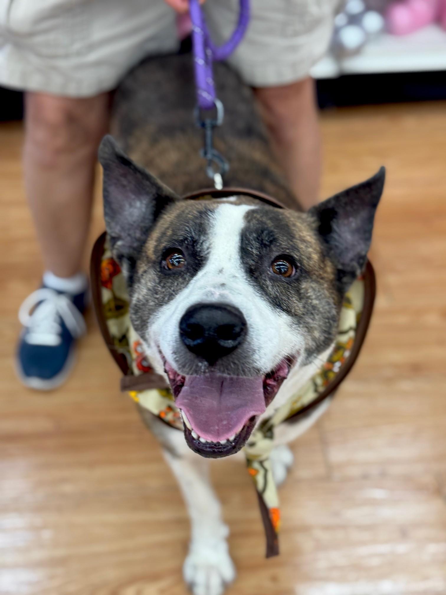 Maverick, a Adoptable Mixed Breed in Benton Harbor, MI image 2/6