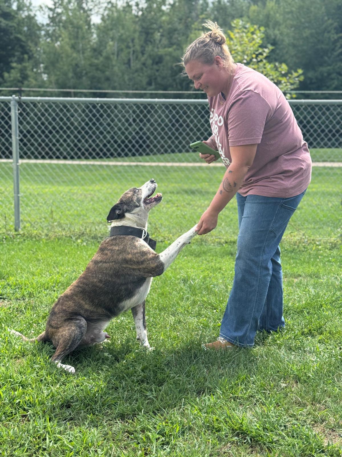 Maverick, a Adoptable Mixed Breed in Benton Harbor, MI image 5/6