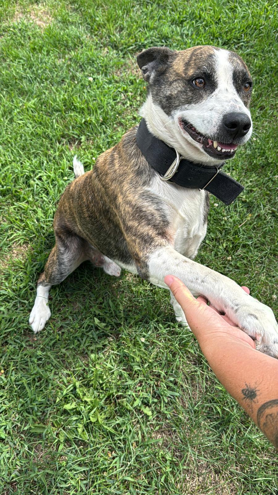 Maverick, a Adoptable Mixed Breed in Benton Harbor, MI image 4/6