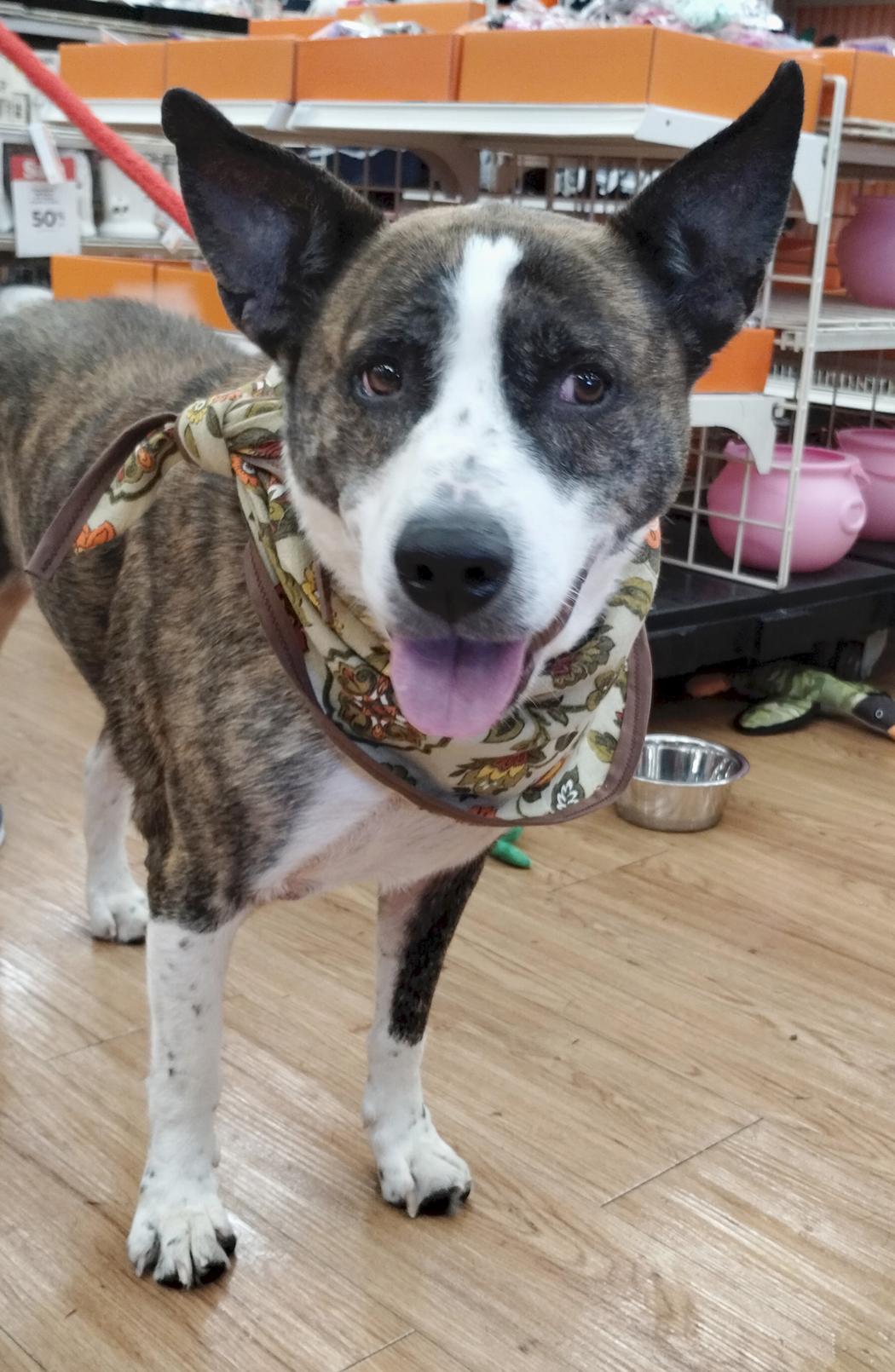 Maverick, a Adoptable Mixed Breed in Benton Harbor, MI image 6/6