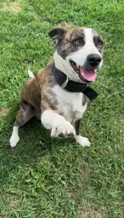 Enlarge Maverick, a Adoptable Mixed Breed in Benton Harbor, MI video 3/6
