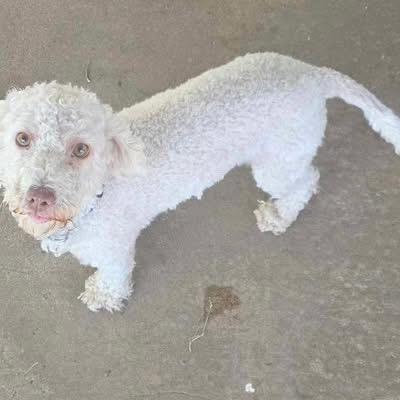 Midori, a ADOPTABLE Poodle in Eugene, OR image 1/5