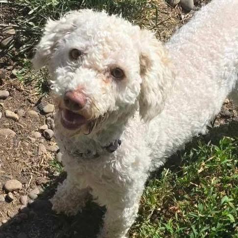 Midori, a ADOPTABLE Poodle in Eugene, OR image 3/5
