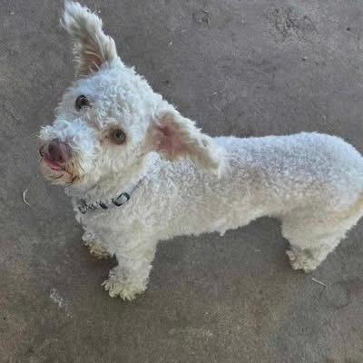 Midori, a ADOPTABLE Poodle in Eugene, OR image 2/5