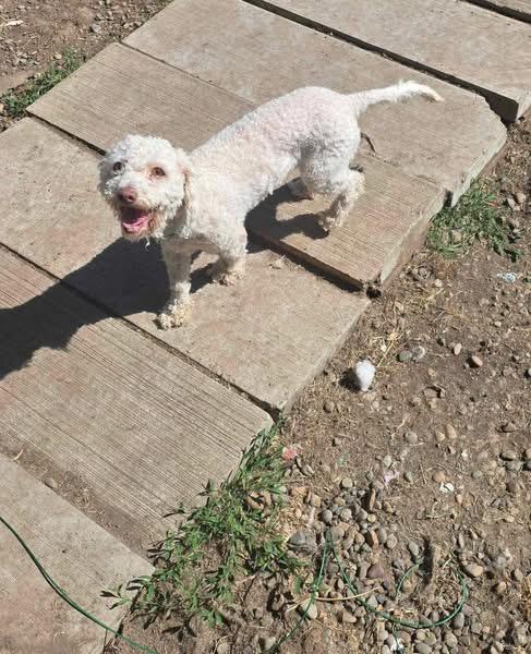 Midori, a ADOPTABLE Poodle in Eugene, OR image 5/5