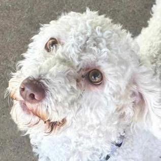 Midori, a ADOPTABLE Poodle in Eugene, OR image 4/5
