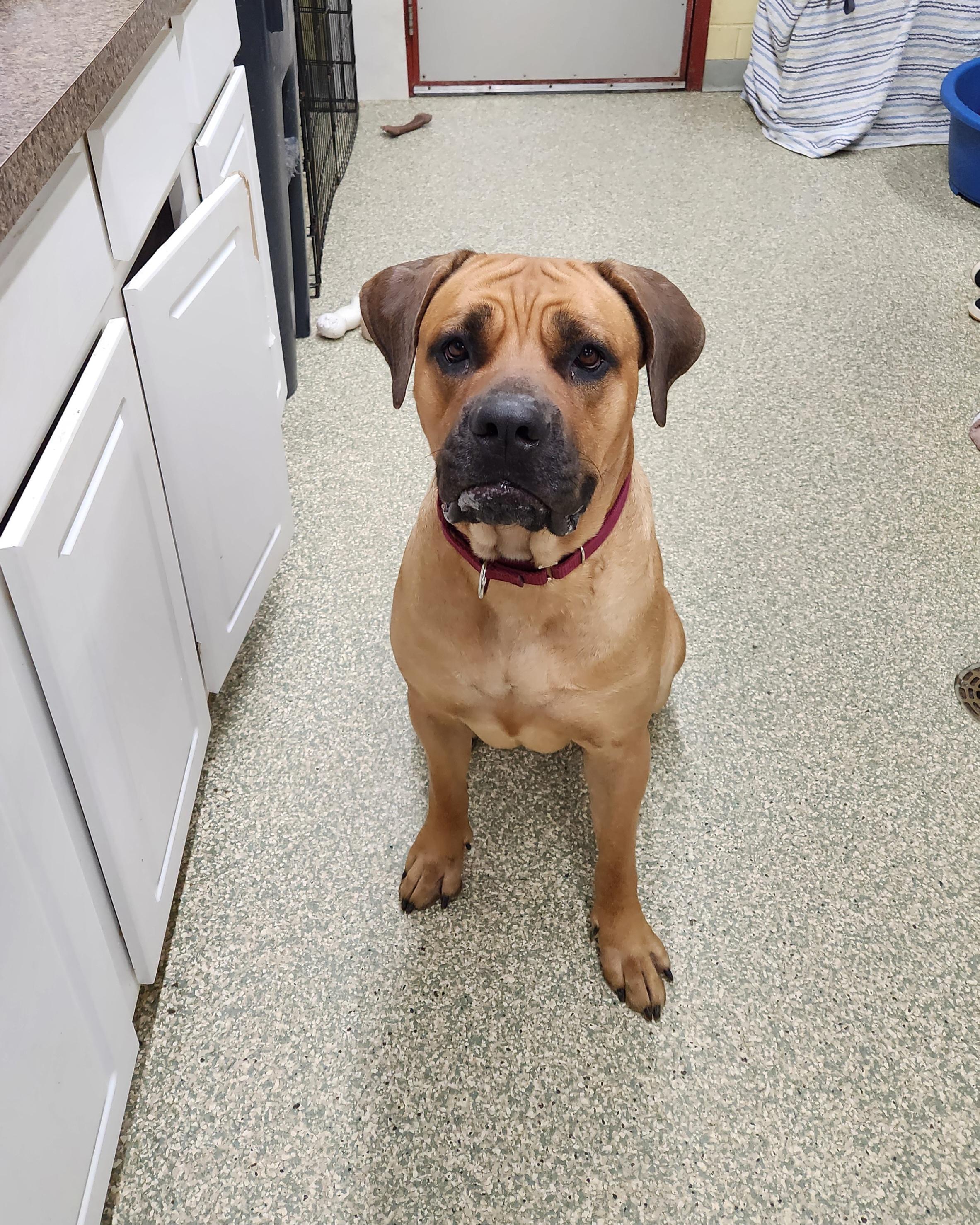 Narla, a Adoptable Cane Corso in Warwick, RI image 1/3