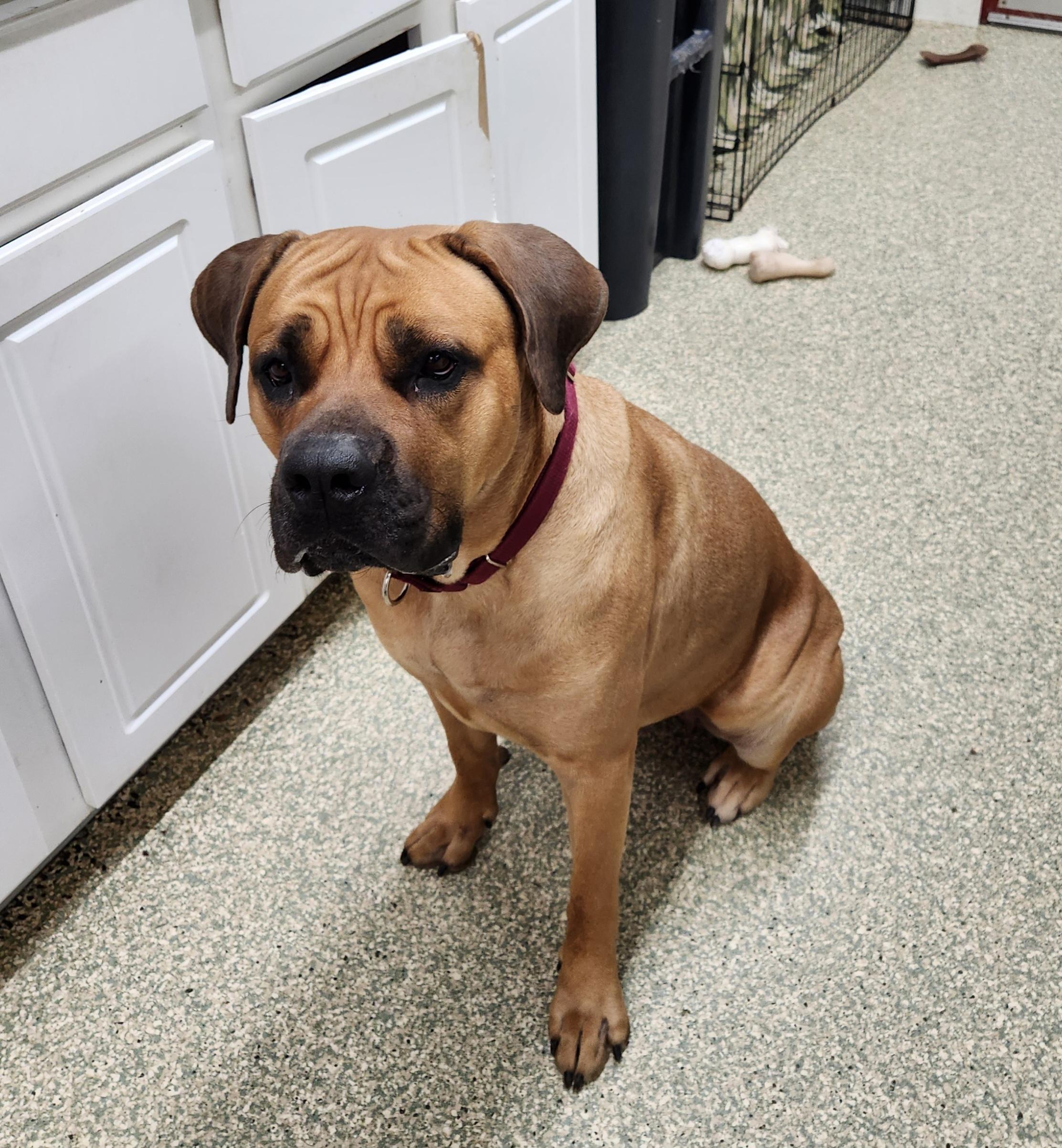 Narla, a Adoptable Cane Corso in Warwick, RI image 2/3