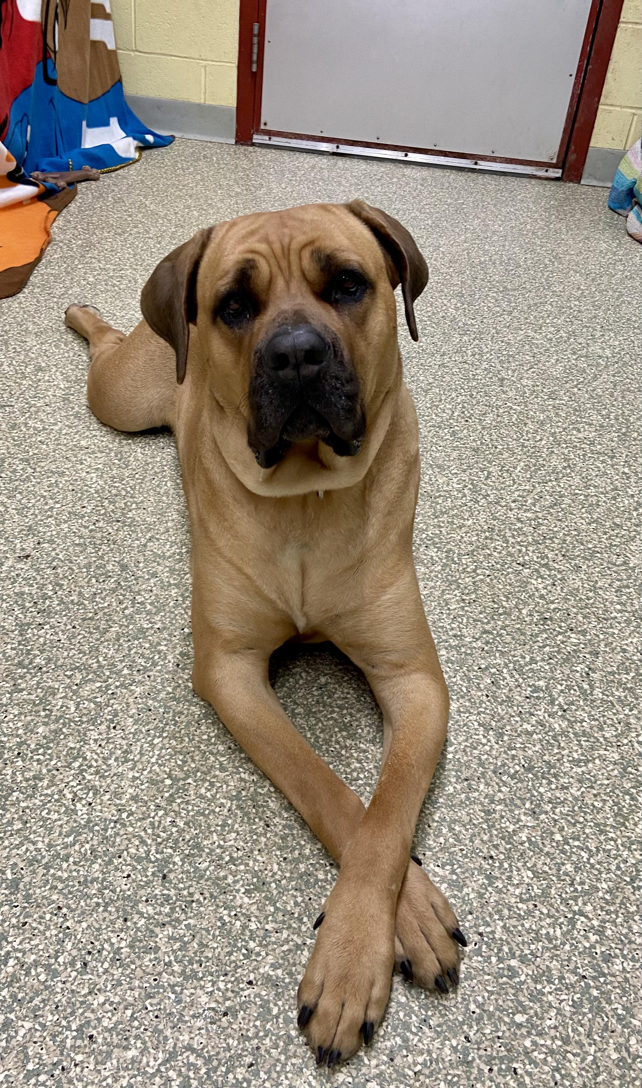 Narla, Adoptable, Adult Female Cane Corso.