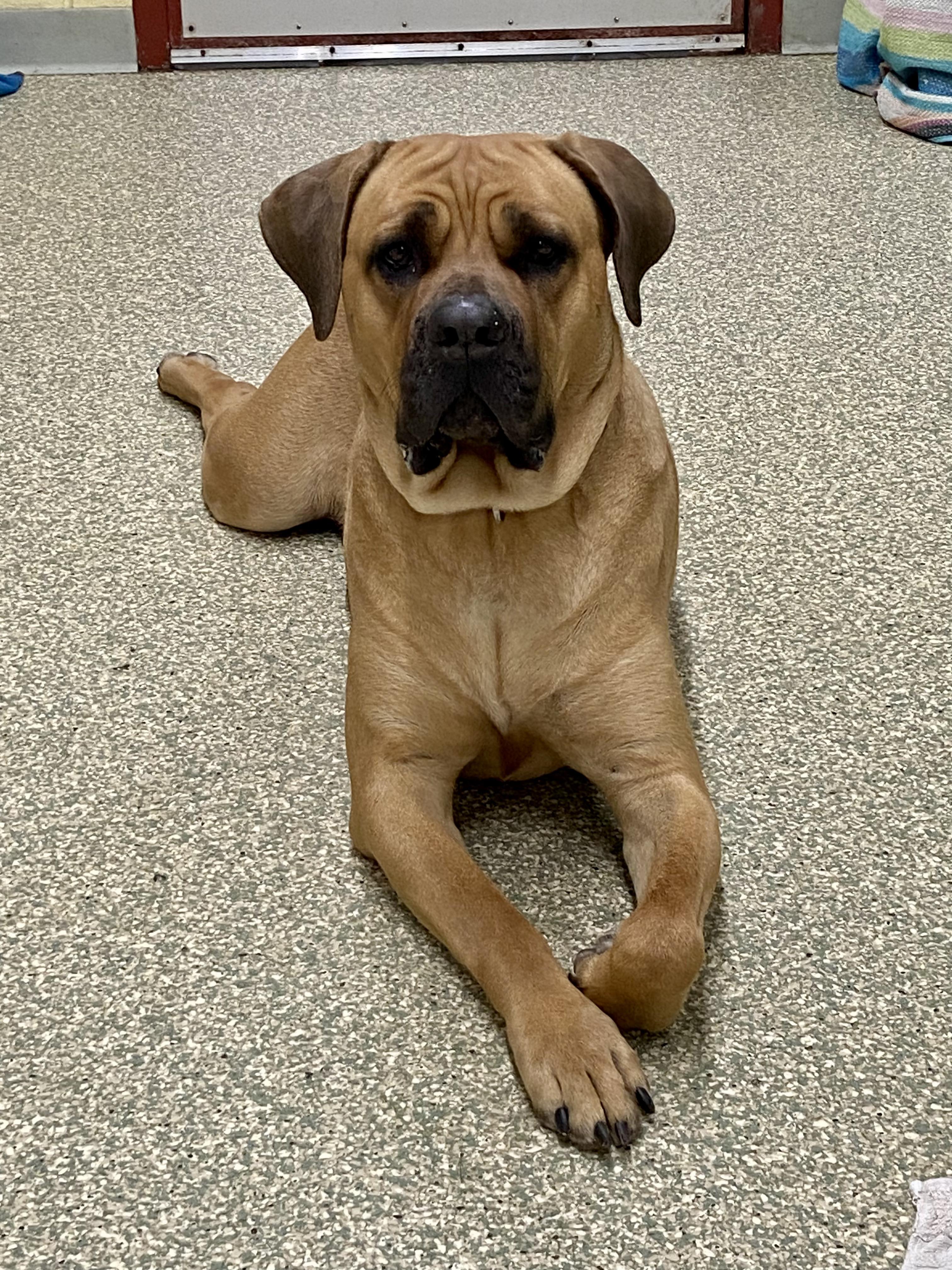 Enlarge Narla, a Adoptable Cane Corso in Warwick, RI image 5/5