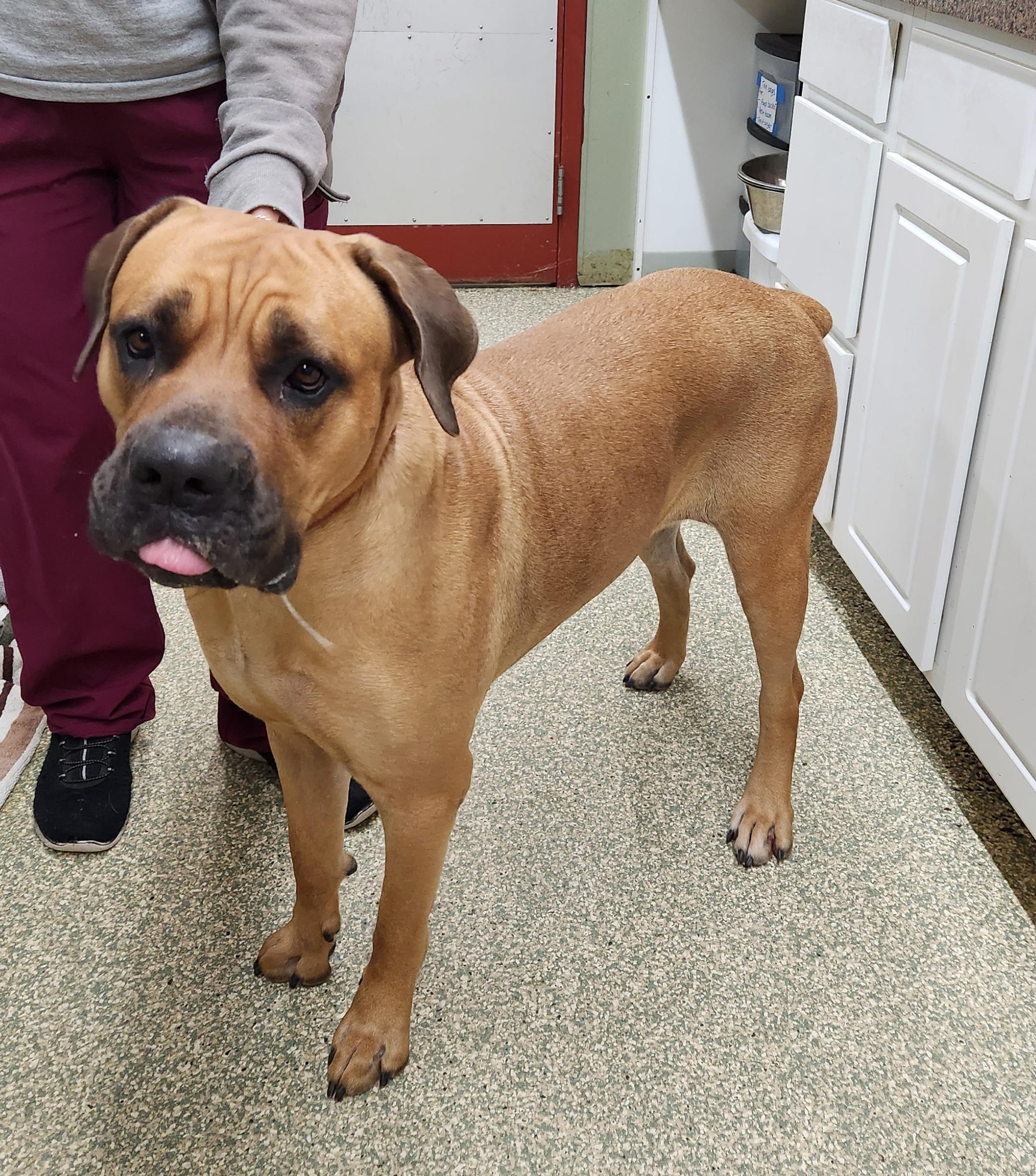 Narla, a Adoptable Cane Corso in Warwick, RI image 3/3