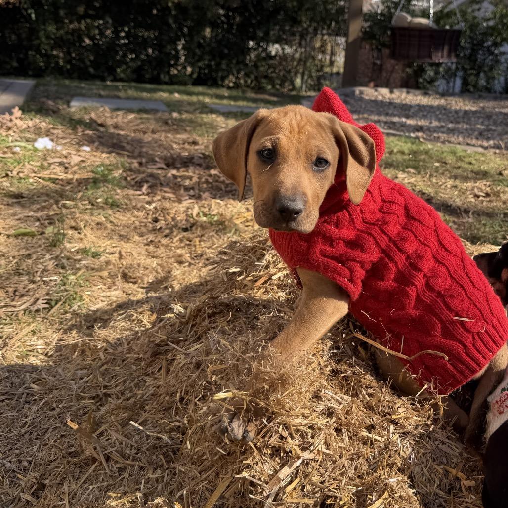 Bobby, Adoptable, Puppy Male Mixed Breed.