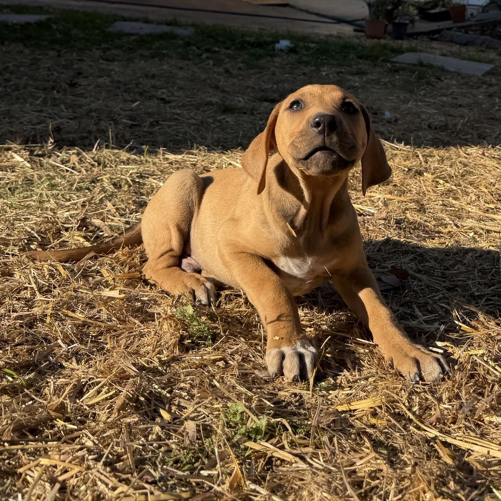 Enlarge Bobby, a Adoptable Mixed Breed in Duck River, TN image 2/6