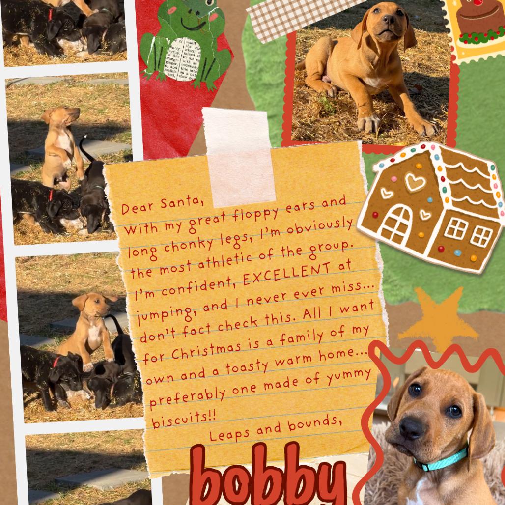 Enlarge Bobby, a Adoptable Mixed Breed in Duck River, TN image 3/6