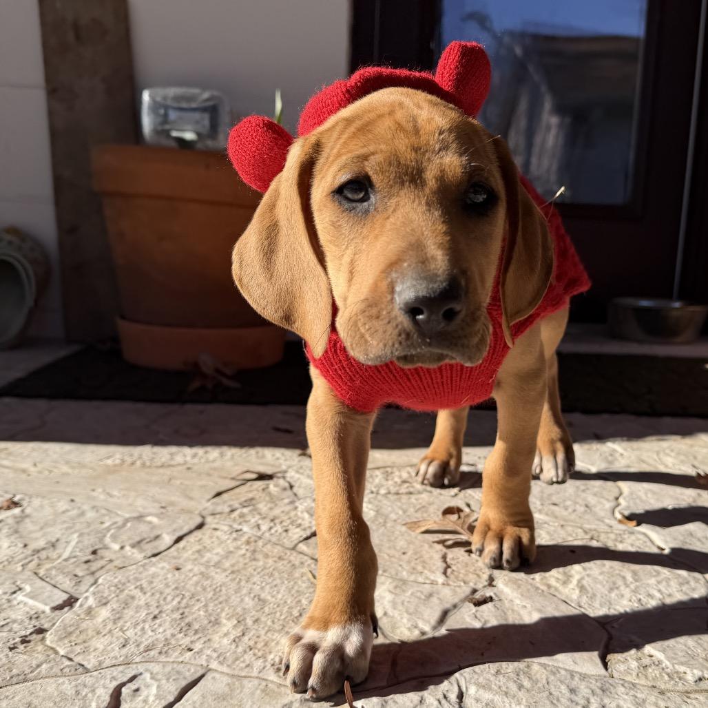 Enlarge Bobby, a Adoptable Mixed Breed in Duck River, TN image 4/6