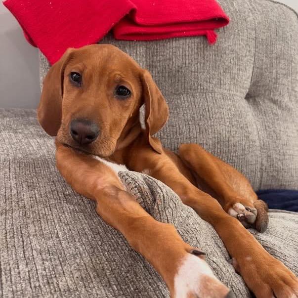 Bobby, a Adoptable Mixed Breed in Duck River, TN image 4/6