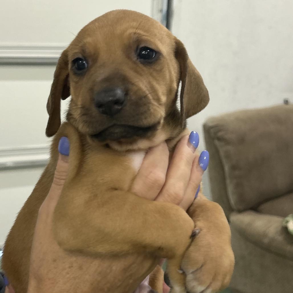 Enlarge Bobby, a Adoptable Mixed Breed in Duck River, TN image 5/6