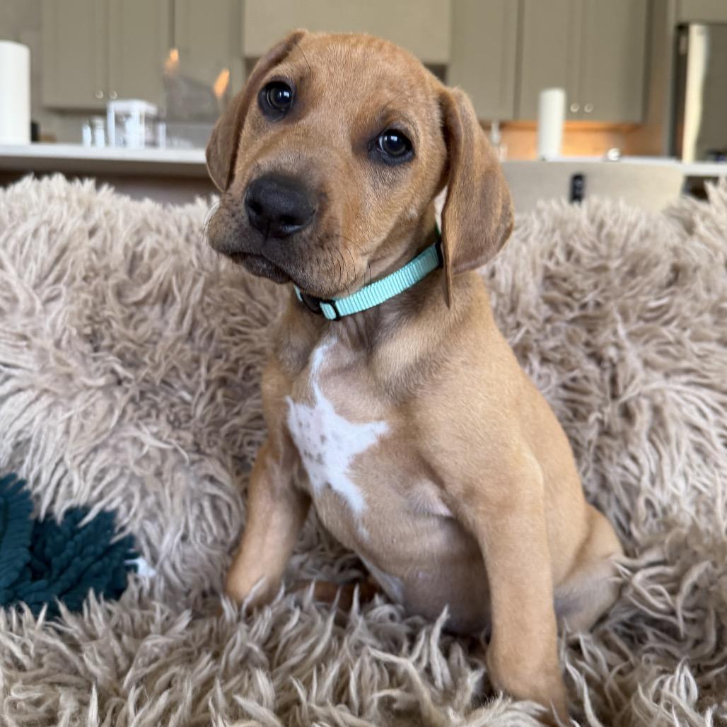 Enlarge Bobby, a Adoptable Mixed Breed in Duck River, TN image 6/6