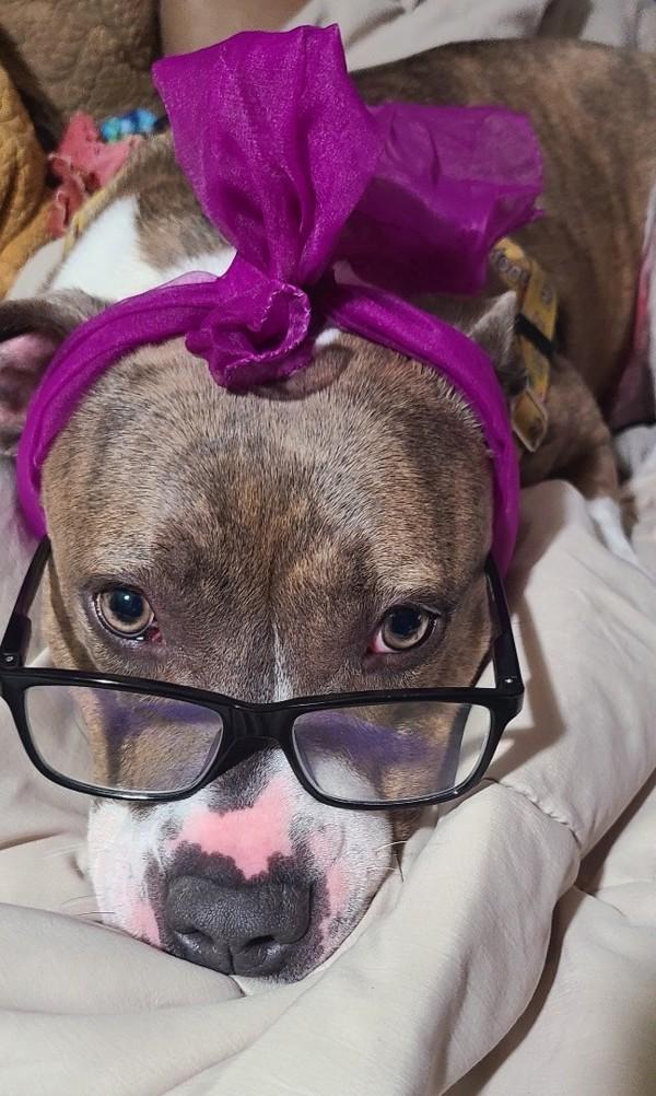 Shasta (in Foster), Adoptable, Adult Female Pit Bull Terrier.