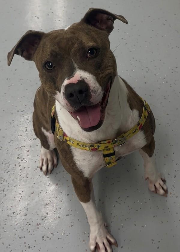 Enlarge Shasta, a Adoptable mixed breed in Skillman, NJ image 1/6