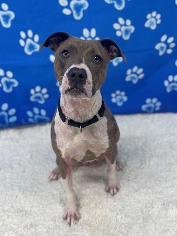 Enlarge Shasta, a Adoptable mixed breed in Skillman, NJ image 2/6