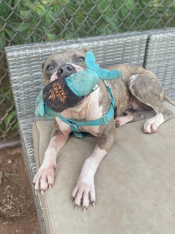 Enlarge Shasta, a Adoptable mixed breed in Skillman, NJ image 4/6