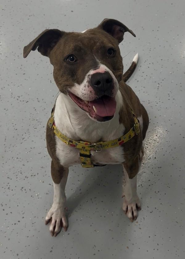 Enlarge Shasta, a Adoptable mixed breed in Skillman, NJ image 6/6