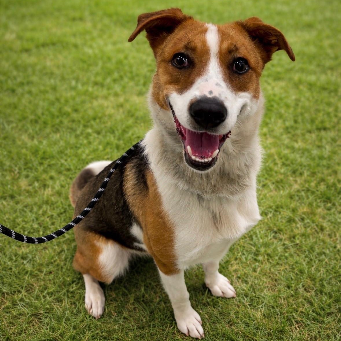 Enlarge Sadie, a ADOPTABLE mixed breed in Quincy, WA image 1/1