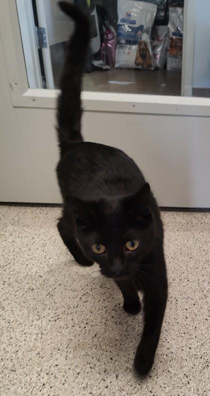 Claire, Adoptable, Adult Female Domestic Short Hair & Domestic Short Hair.