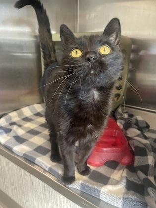 Enlarge Claire, a Adoptable mixed breed in Lafayette, IN image 2/2