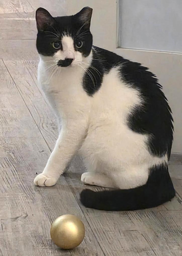 Inky, an adopted Domestic Short Hair in Nyack, NY image 3/6