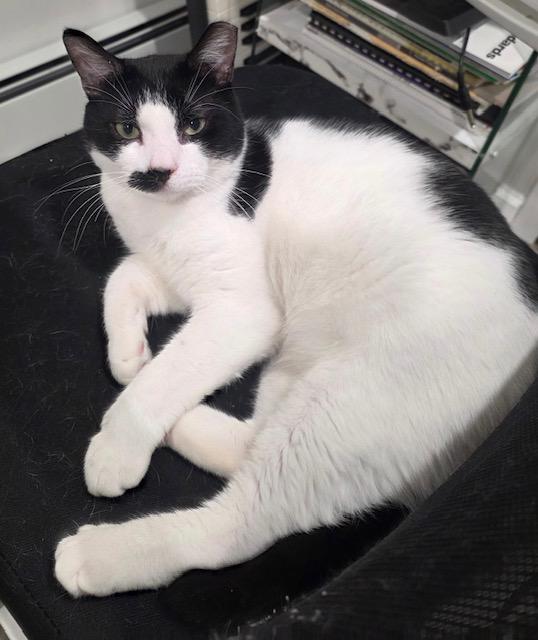 Inky, an adopted Domestic Short Hair in Nyack, NY image 5/6