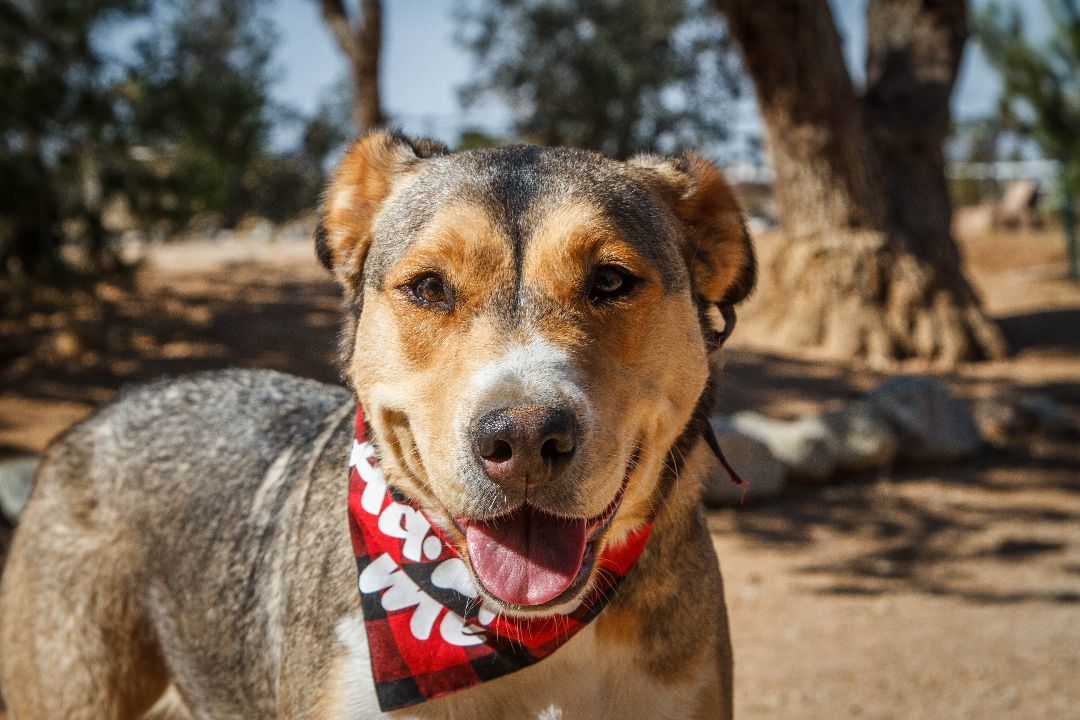 Zel, a Adoptable mixed breed in Yucca Valley, CA image 2/6
