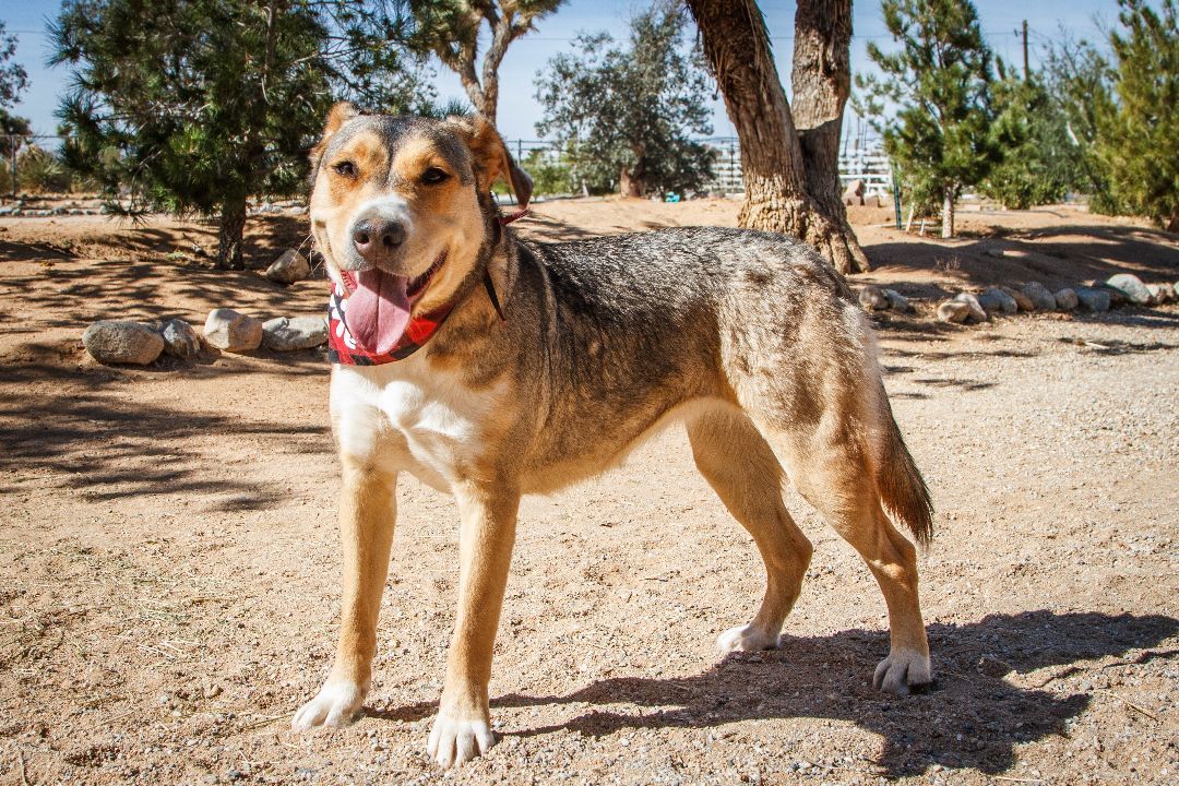 Zel, a Adoptable mixed breed in Yucca Valley, CA image 4/6