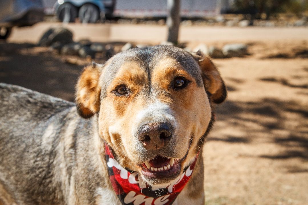 Zel, a Adoptable mixed breed in Yucca Valley, CA image 5/6