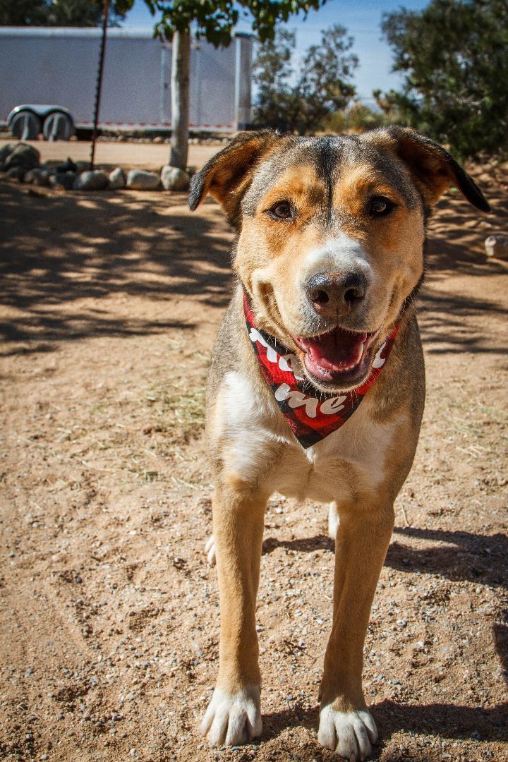 Zel, Adoptable, Adult Female Siberian Husky & Staffordshire Bull Terrier.